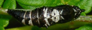 Pupa, top view: Caper White (Belenois java teutonia)