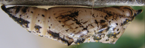 Pupa, side view: Caper White (Belenois java teutonia)