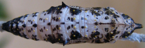 Pupa, top view: Caper White (Belenois java teutonia)
