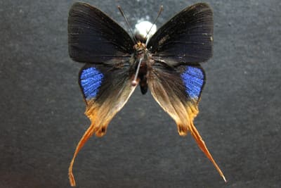 A male Sword-tailed Flash, upperside, photographed by Bob Miller