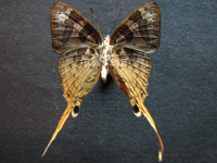 Adult, male, underside: Sword-tailed Flash (Bindahara phocides yurgama)