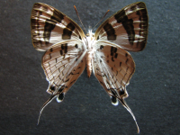 Adult, female, underside: Sword-tailed Flash (Bindahara phocides yurgama)