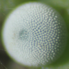 Egg, egg: Sword-tailed Flash (Bindahara phocides yurgama)