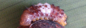 Final instar larva, side view: Sword-tailed Flash (Bindahara phocides yurgama)