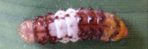 Final instar larva, top view: Sword-tailed Flash (Bindahara phocides yurgama)