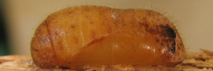 Pupa, side view: Sword-tailed Flash (Bindahara phocides yurgama)