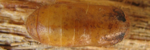 Pupa, top view: Sword-tailed Flash (Bindahara phocides yurgama)