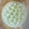 Egg, egg: Common Pencilled-blue (Candalides absimilis)