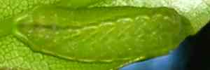 Final instar larva, top view: Common Pencilled-blue (Candalides absimilis)