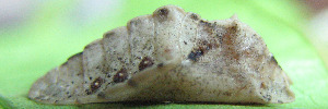 Pupa, side view: Common Pencilled-blue (Candalides absimilis)