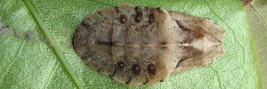 Pupa, top view: Common Pencilled-blue (Candalides absimilis)
