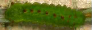 Final instar larva, top view: Rayed Blue (Candalides heathi heathi)
