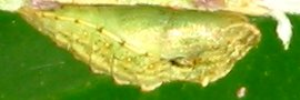 Pupa, side view: Rayed Blue (Candalides heathi heathi)