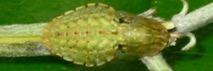 Pupa, top view: Rayed Blue (Candalides heathi heathi)