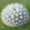 Egg, egg: Varied Dusky-blue (Candalides hyacinthina hyacinthina)