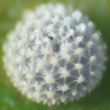 Egg, egg: Varied Dusky-blue (Candalides hyacinthina hyacinthina)