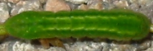 Final instar larva, top view: Varied Dusky-blue (Candalides hyacinthina hyacinthina)