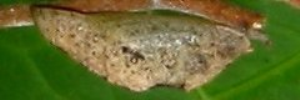 Pupa, side view: Varied Dusky-blue (Candalides hyacinthina hyacinthina)
