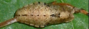 Pupa, top view: Varied Dusky-blue (Candalides hyacinthina hyacinthina)