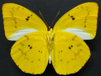 Adult, male, underside: Yellow Migrant (Catopsilia gorgophone gorgophone)