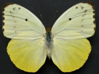Adult, female, upperside: Yellow Migrant (Catopsilia gorgophone gorgophone)