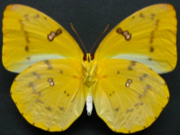 Adult, female, underside: Yellow Migrant (Catopsilia gorgophone gorgophone)