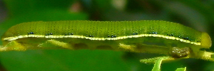 Final instar larva, side view: Yellow Migrant (Catopsilia gorgophone gorgophone)