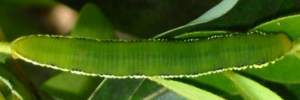 Final instar larva, top view: Yellow Migrant (Catopsilia gorgophone gorgophone)