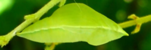Pupa, side view: Yellow Migrant (Catopsilia gorgophone gorgophone)
