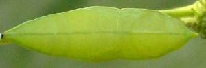Pupa, top view: Yellow Migrant (Catopsilia gorgophone gorgophone)