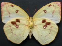 Adult, male, underside: Lemon Migrant (Catopsilia pomona)
