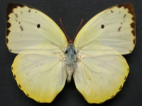 Adult, female, upperside: Lemon Migrant (Catopsilia pomona)