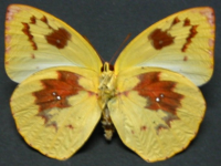 Adult, female, underside: Lemon Migrant (Catopsilia pomona)