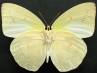 Adult, male, underside: Lemon Migrant (Catopsilia pomona)