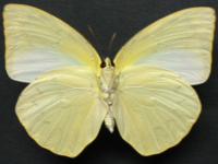 Adult, female, underside: Lemon Migrant (Catopsilia pomona)
