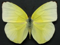Adult, male, upperside: Lemon Migrant (Catopsilia pomona)
