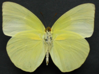 Adult, male, underside: Lemon Migrant (Catopsilia pomona)