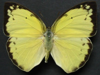 Adult, female, upperside: Lemon Migrant (Catopsilia pomona)