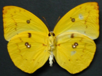 Adult, female, underside: Lemon Migrant (Catopsilia pomona)