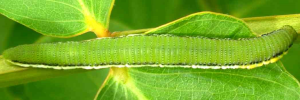 Final instar larva, top view: Lemon Migrant (Catopsilia pomona)