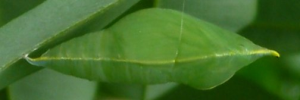 Pupa, side view: Lemon Migrant (Catopsilia pomona)