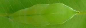 Pupa, top view: Lemon Migrant (Catopsilia pomona)