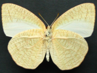 Adult, male, underside: White Migrant (Catopsilia pyranthe crokera)