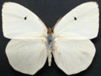 Adult, female, upperside: White Migrant (Catopsilia pyranthe crokera)