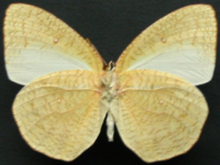 Adult, female, underside: White Migrant (Catopsilia pyranthe crokera)