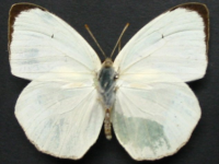 Adult, male, upperside: White Migrant (Catopsilia pyranthe crokera)