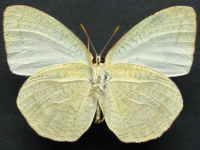 Adult, male, underside: White Migrant (Catopsilia pyranthe crokera)