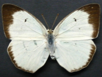 Adult, female, upperside: White Migrant (Catopsilia pyranthe crokera)