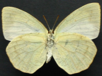 Adult, female, underside: White Migrant (Catopsilia pyranthe crokera)