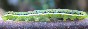 Final instar larva, side view: White Migrant (Catopsilia pyranthe crokera)